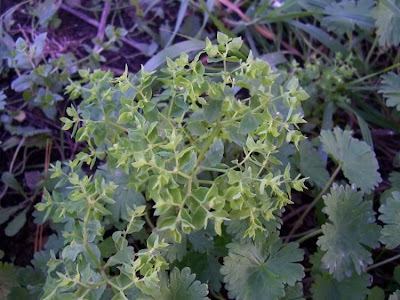 Alfavaca-venenosa Alfavaca-venenosa