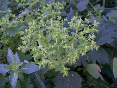 Alfavaca-venenosa Alfavaca-venenosa
