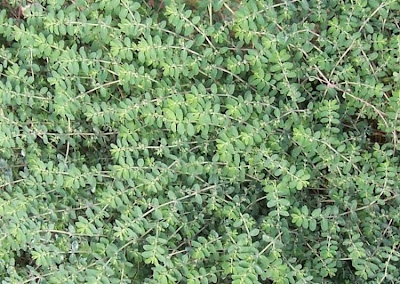 Euforbia prostrata