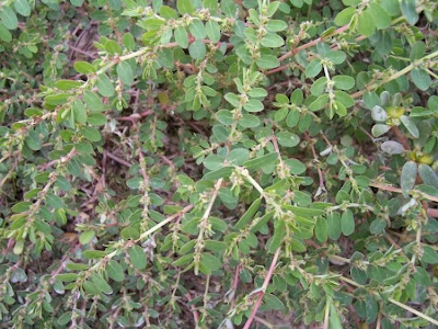 Euforbia prostrata
