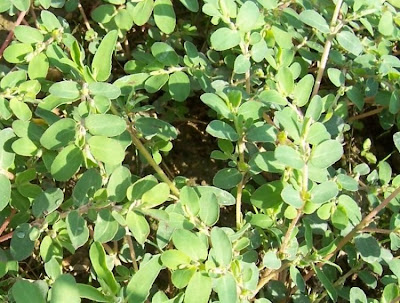 Euforbia prostrata