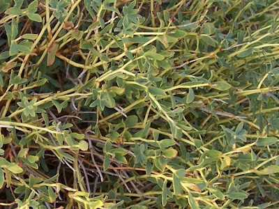 Euforbia spinosa