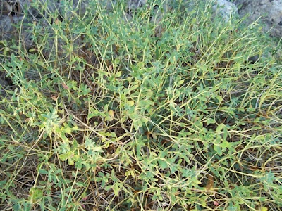 Euforbia spinosa