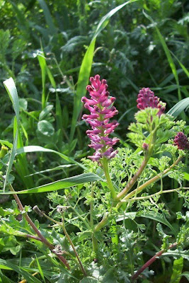 Common fumitory Common fumitory