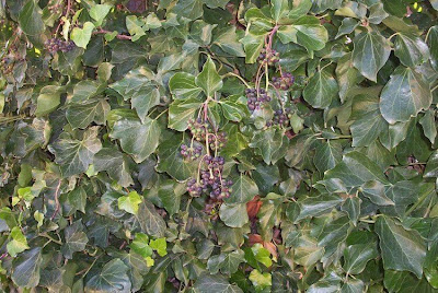 Hedera helix L.