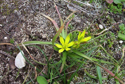 Gagea granatelli,
Mediterranean gagea