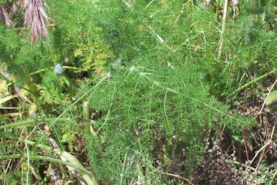 Fenchel Fenchel