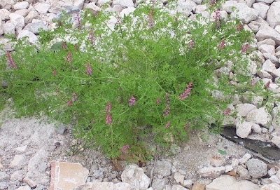 Common fumitory Common fumitory