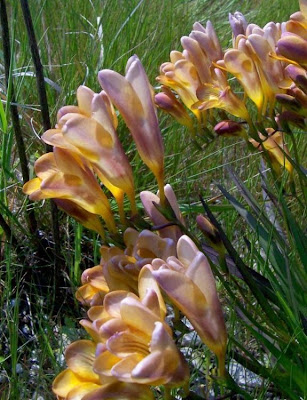 Freesia refracta (Jacq.) Klatt
