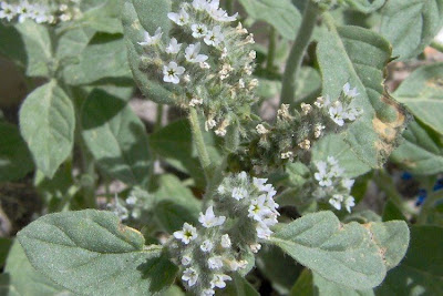 Caterpillar-weed Caterpillar-weed