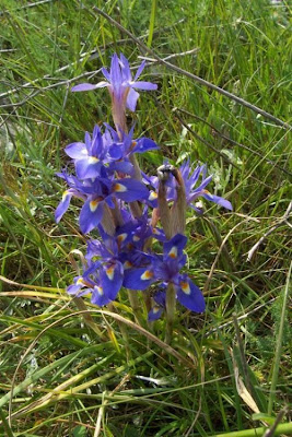 Barbary Nut
