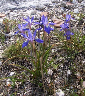 Barbary Nut