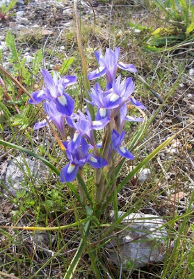 Barbary Nut