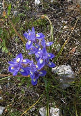Barbary Nut