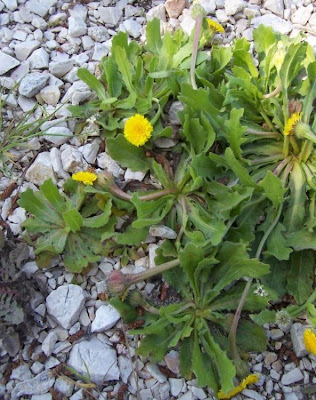 R�hrchenkraut