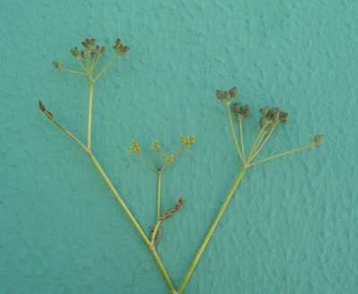 Fenchel Fenchel