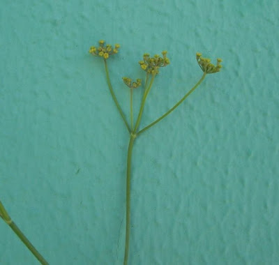 Fenchel Fenchel
