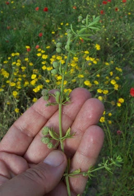 Caglio verrucoso