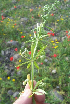 Caglio coriandolino Caglio coriandolino