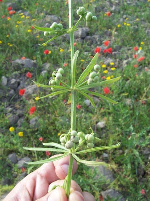Caglio coriandolino Caglio coriandolino