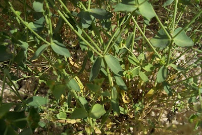 Coastal Spurge Coastal Spurge