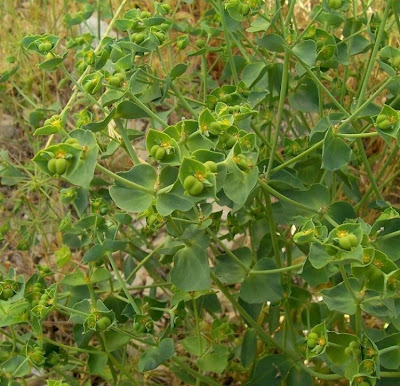 Coastal Spurge Coastal Spurge