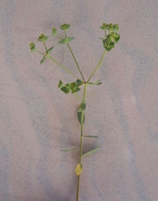 Euphorbia terracina L.