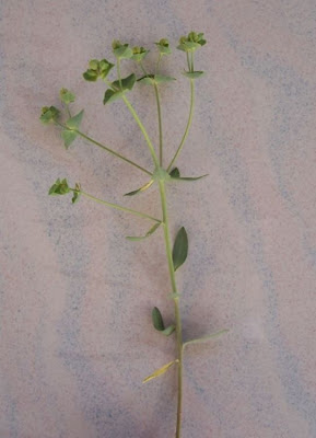 Euphorbia terracina L.