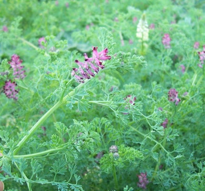 Common fumitory Common fumitory