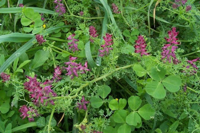 Common fumitory Common fumitory