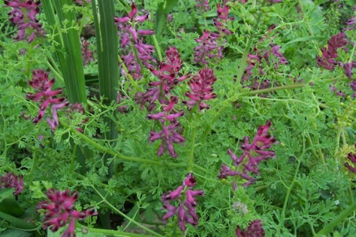 شاتره Fumaria vaillantii