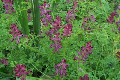 Common fumitory Common fumitory