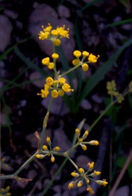 Fenchel Fenchel
