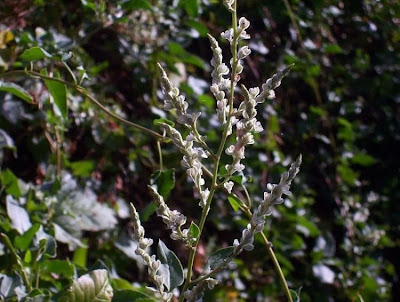 Fallopia dumetorum,
corpse-bindweed,
li shou wu,
Poligono delle siepi,
renou&ecute;e des haies,
tsurutade