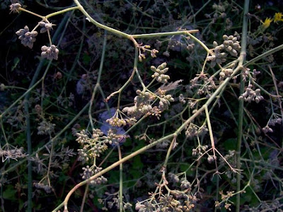 Fenchel Fenchel