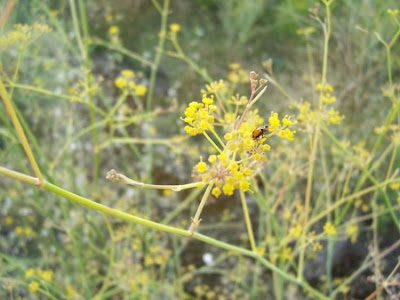 Fenchel Fenchel