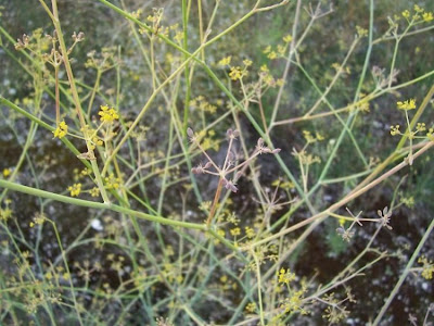 Fenchel Fenchel
