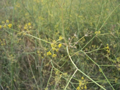 Fenchel Fenchel
