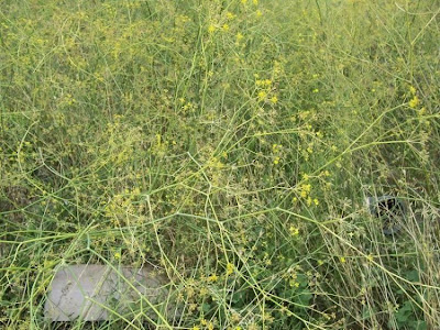 Fenchel Fenchel