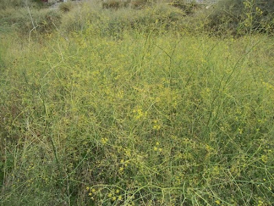 Fenchel Fenchel