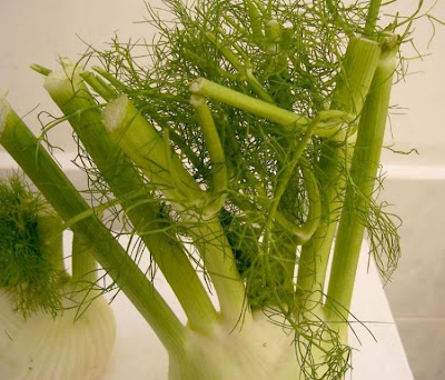 Fenchel Fenchel