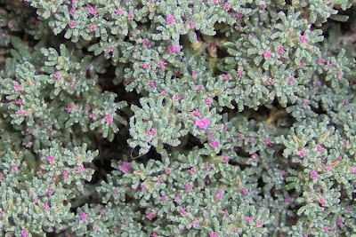 Erba-franca pelosa