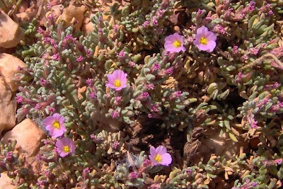 Erba-franca pelosa