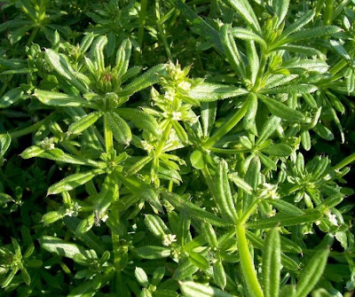 Goose-grass
