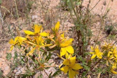 Common St. Johnswort Common St. Johnswort