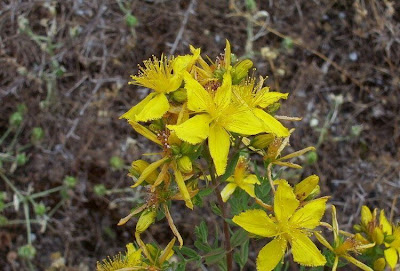 Common St. Johnswort Common St. Johnswort