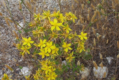 Common St. Johnswort Common St. Johnswort