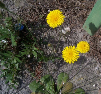 Costolina annuale Costolina annuale