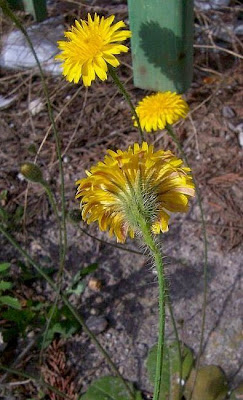 Costolina annuale Costolina annuale