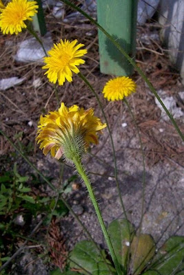 Costolina annuale Costolina annuale